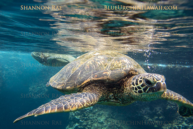 a selection of hawaiian sea turtles, wildlife, tropical fish & butterfly fine art pictures